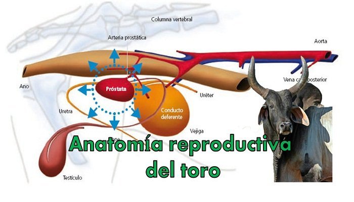 Anatomía reproductiva del toro
