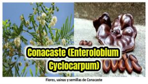 Conacaste (Enterolobium Cyclocarpum)