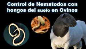 Lee más sobre el artículo Control de nematodos con hongos del suelo en Ovinos