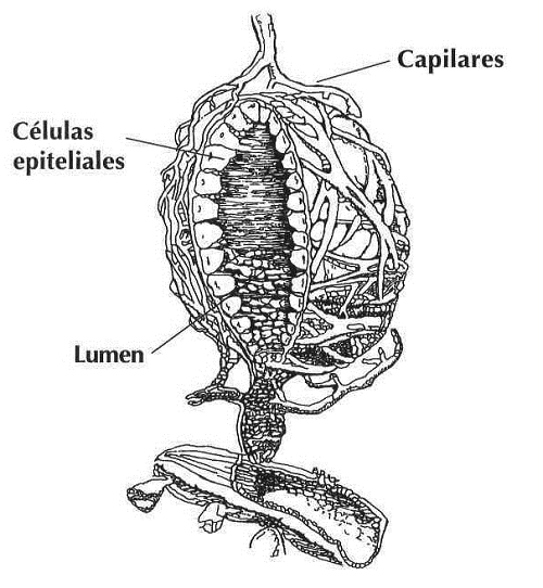Estrutura del alveolo de la ubfre de cabra