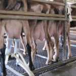 Factores que afectan la produccion de leche de la cabra