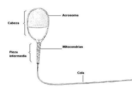 Figura 4. Espermatozoide