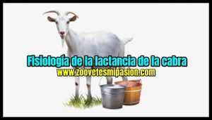Fisiología de la lactancia de la cabra