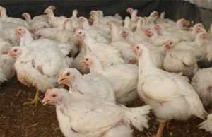 Manual práctico del pequeño productor de pollos de engorde