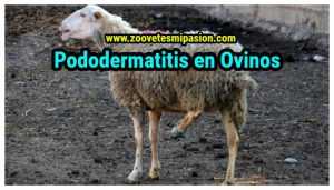 Pododermatitis en Ovinos