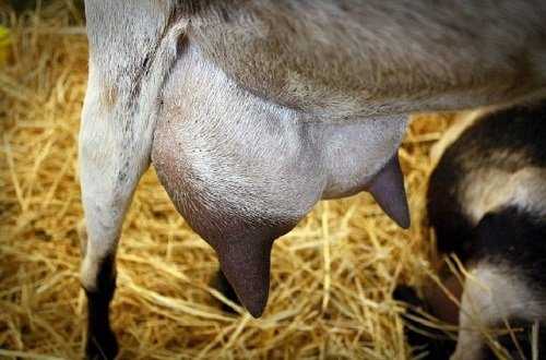 Ubre de la cabra, glándula mamaria de la cabra