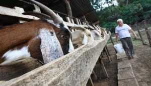 alimentacion de la cabra