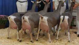 mejoramiento genetico en cabras
