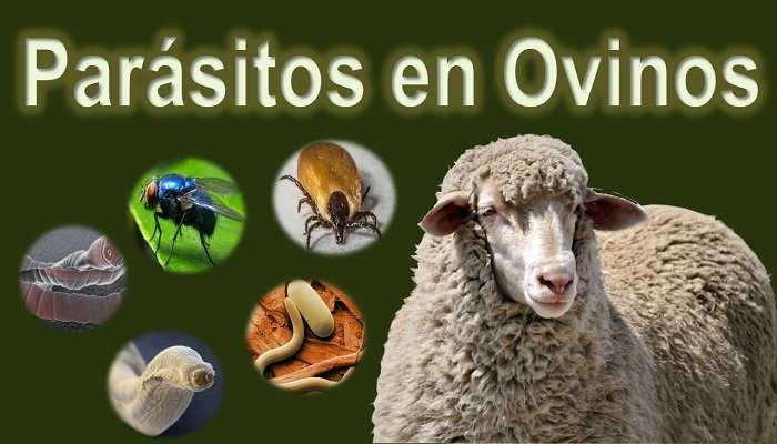 Parásitos en ovinos