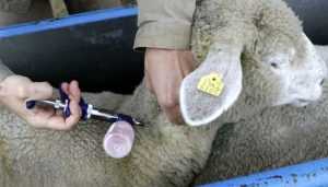 Control parásitos en ovinos