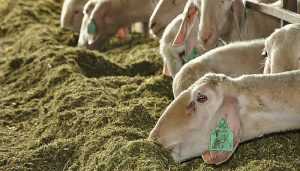 Compuestos nitrogenados en ovinos