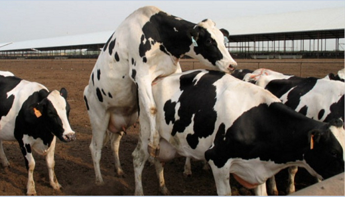 Como saber si una vaca esta en calor (estro)
