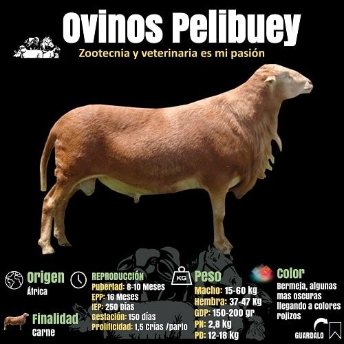 Datos de la Raza ovina Pelibuey
