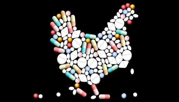 Antibióticos en pollos
