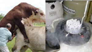 congelación de semen bovino
