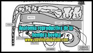Anatomía reproductiva de la hembra bovina