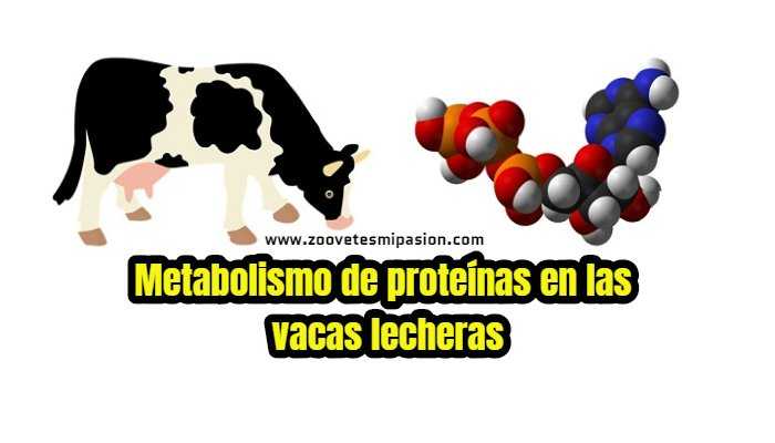 Metabolismo de proteínas en el ganado