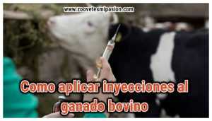 Inyecciones en el ganado Bovino