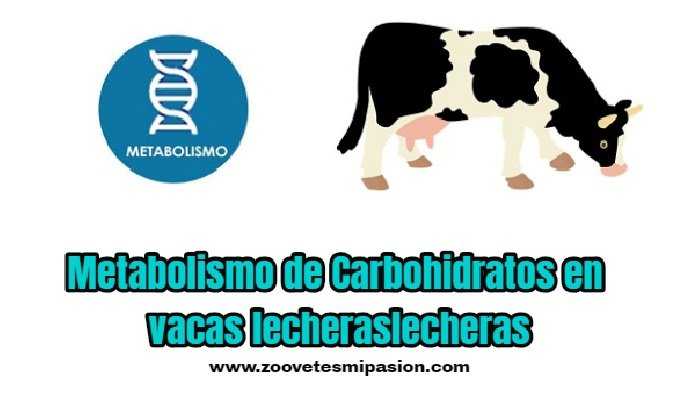 Metabolismo de Carbohidratos en vacas lecheras