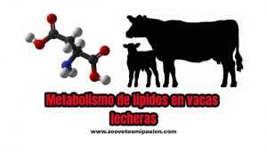 Metabolismo de lipidos en vacas lecheras