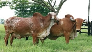 Por qué las vacas doble propósito atrasan sus ciclos