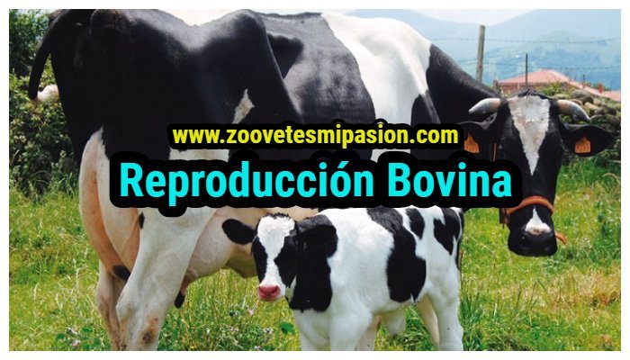 Reproducción bovina
