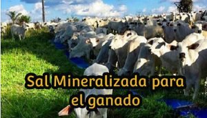 sales mineralizadas en el ganado