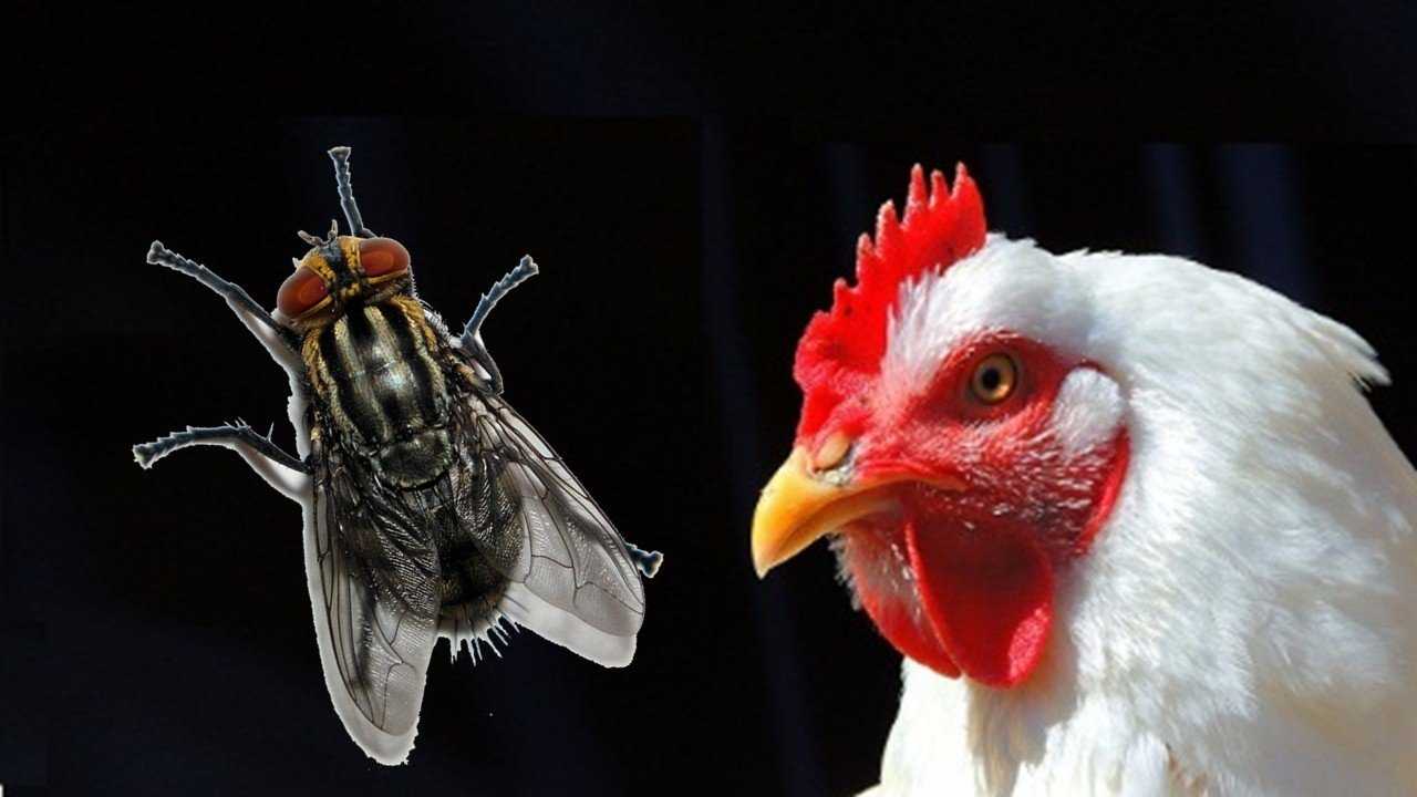 control de moscas en la avicultura
