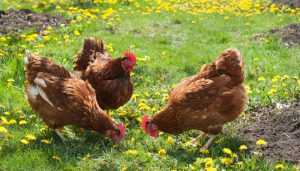 Lee más sobre el artículo Plantas de uso etnoveterinario en  avicultura