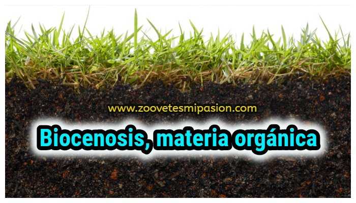 Biocenosis, materia orgánica