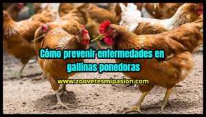 Cómo prevenir enfermedades en gallinas ponedoras
