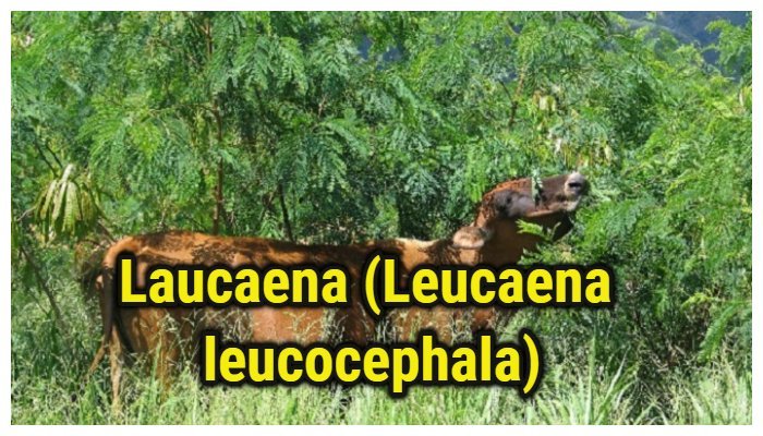 Laucaena (Leucaena leucocephala)