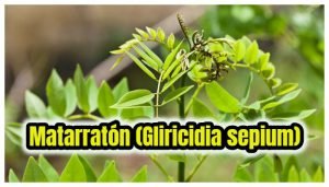 Matarratón (Gliricidia sepium)