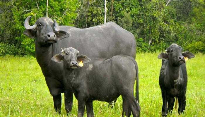 ¿Por qué el búfalo presenta mayor eficiencia productiva que los bovinos?