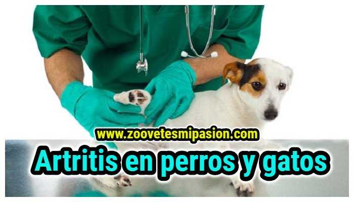 artritis en perros y gatos