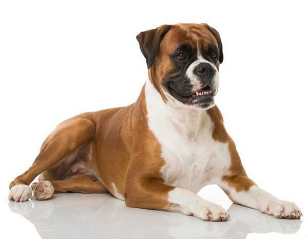 Lee más sobre el artículo Mastocitoma en Perros