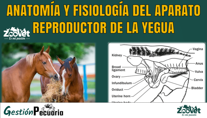 Anatomía y Fisiología del Aparato Reproductor de la yegua