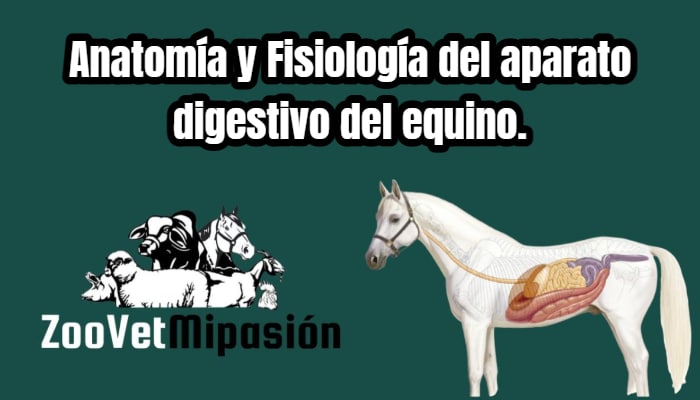 Anatomía y Fisiología del aparato digestivo del equino.