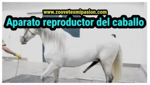 Aparato reproductor del caballo (1)