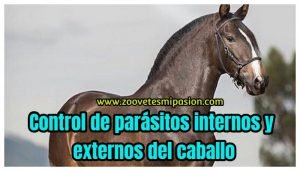Control de parásitos internos y externos del caballo.