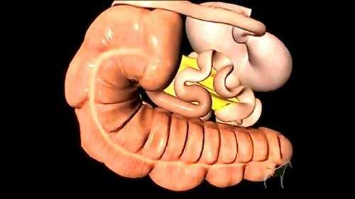 Digestión en el intestino grueso.