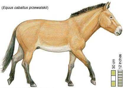 EQUUS CABALLUS