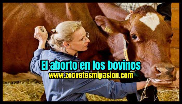 El aborto en los bovinos
