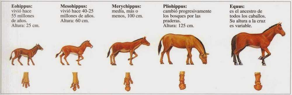 Evolucion del caballo