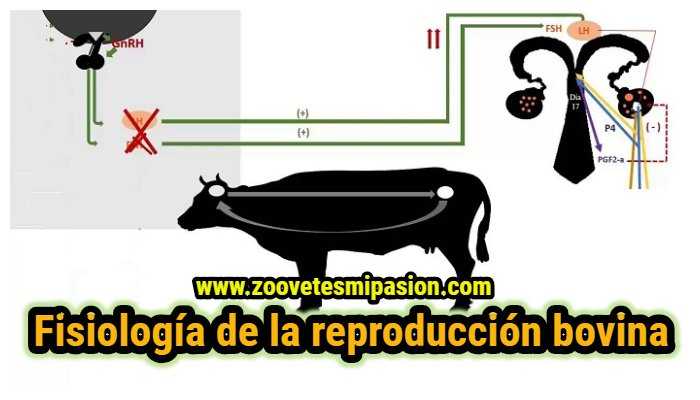 Fisiología de la reproducción bovina