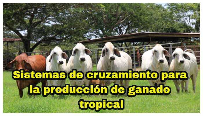 Sistemas de cruzamiento para la producción de ganado tropical