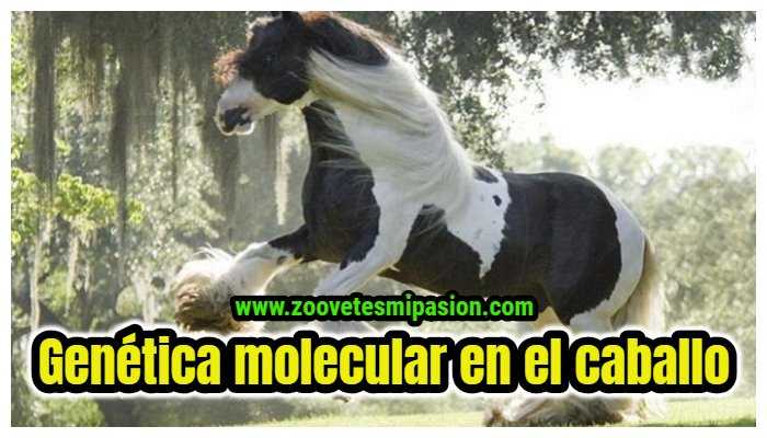 Genética molecular en el caballo