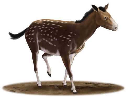 Mesohippus