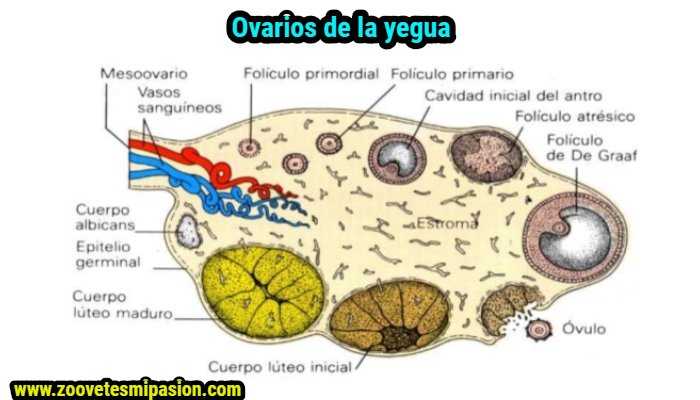 Ovarios de la yegua (1)