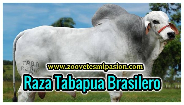 Raza de Ganado Tabapua Brasilero